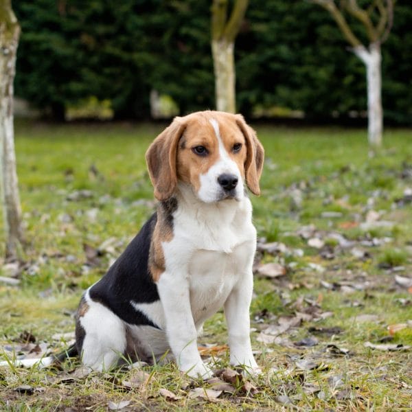 Buy Tri Color Beagle Puppy - Classic Black Tan and White Pup