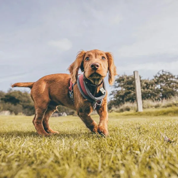 Buy Chocolate Cocker Spaniel Puppy - Rich Solid Cocoa Pup