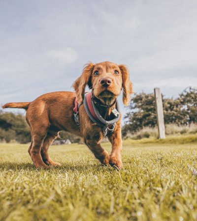 chocolate cocker spaniel punjab