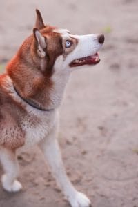 Copper Husky Bhopal - Copper and White Puppy with Blue Eyes for Sale