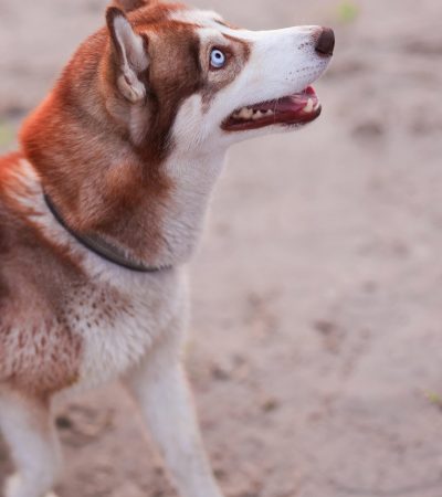 copper blue eyed husky punjab