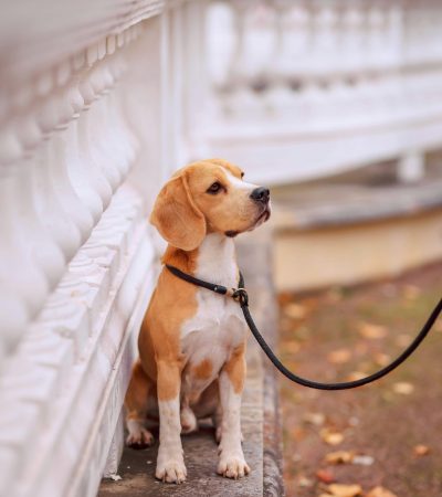 Beagle | Lemon & White | Puppy