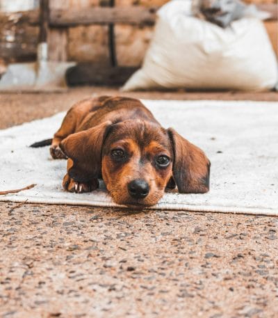 Buy Solid Chocolate Dachshund - Rare Uniform Cocoa Puppy