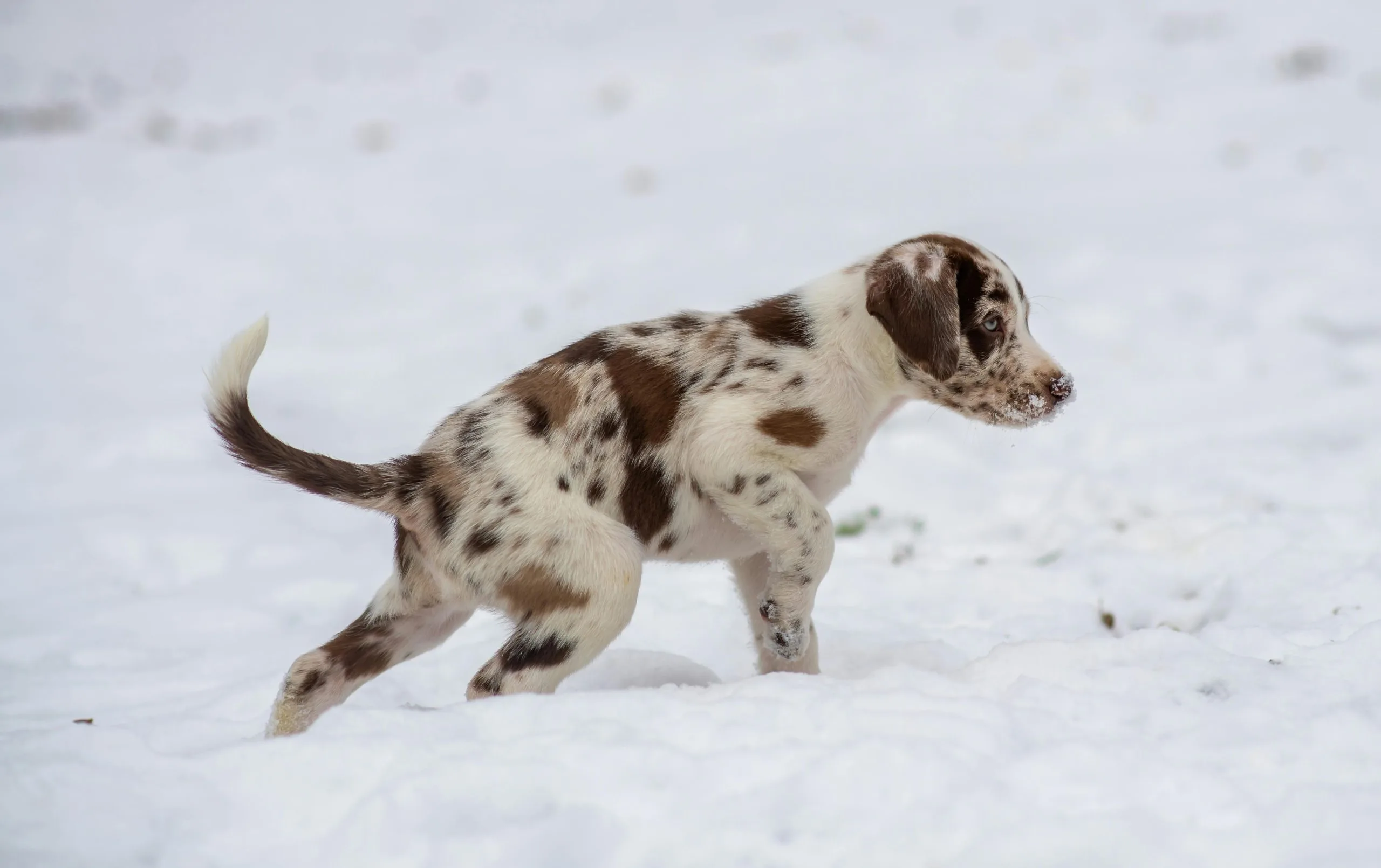 Dalmatian Puppy / Adults - White & Liver Brown