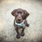 Buy Chocolate and Tan Dachshund Puppy - Rich Cocoa Sausage Dog