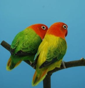 Buy Green Euwing Opaline Lovebirds - V-Pattern Wings and Full Hood