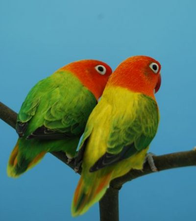 green euwing opaline lovebird punjab
