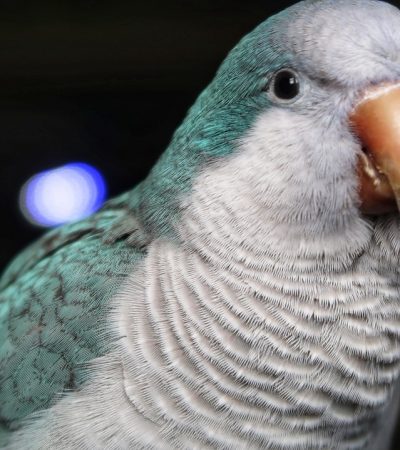 blue quaker parrot punjab blue monk
