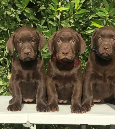 chocolate labrador punjab