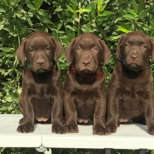 Chocolate Labrador Price Bhopal - Rare Chocolate Puppy for Sale