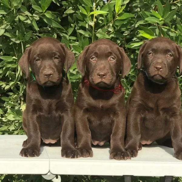 Chocolate Labrador Price Bhopal - Rare Chocolate Puppy for Sale