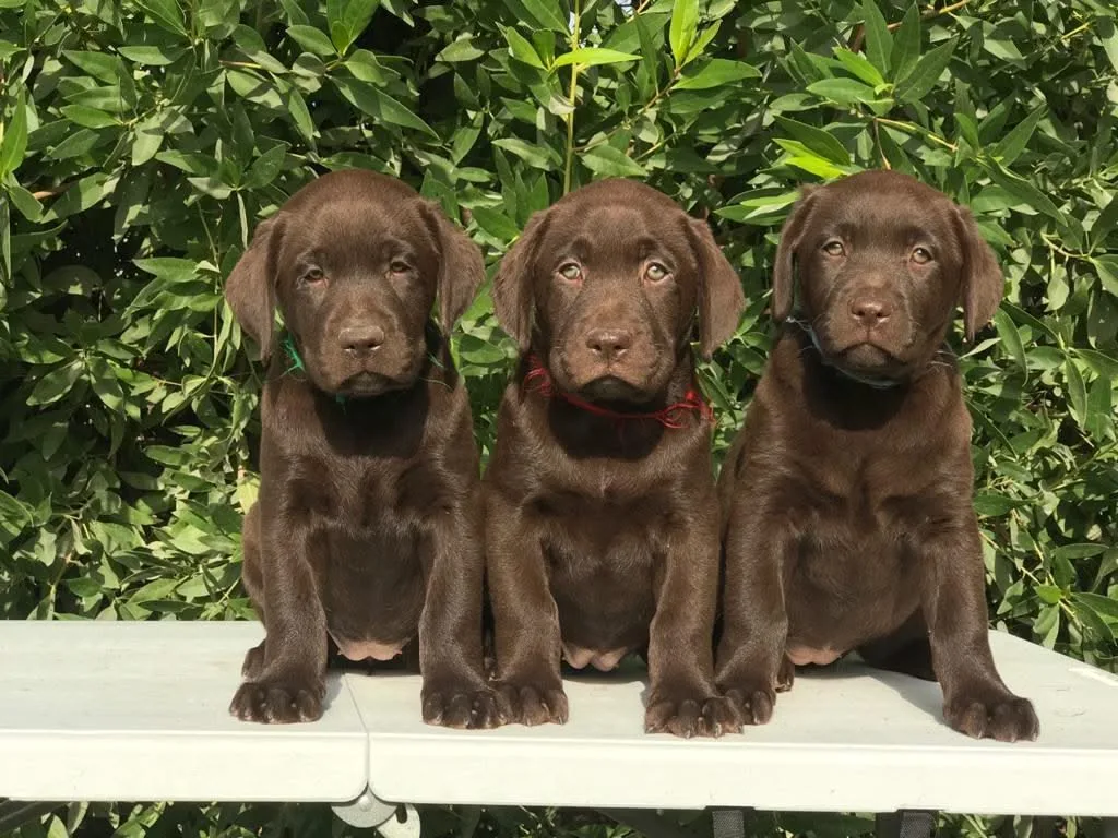 Chocolate Labrador Price Bhopal - Rare Chocolate Puppy for Sale