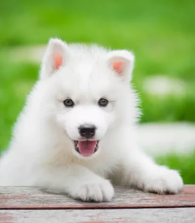 Siberian Husky Pure white sold by Bhopal Pets Online