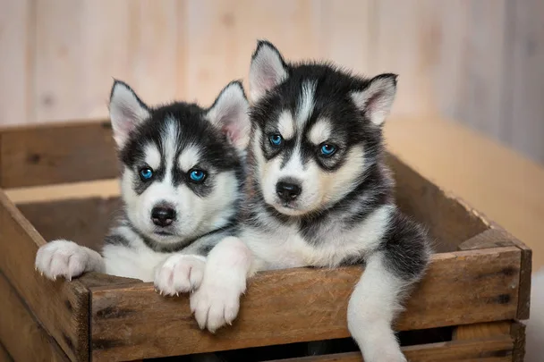 Bhopal Pets Online - Healthy Black and White Siberian Husky Adult and Puppy