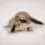 Sugar Gliders by Bhopal Pets Online