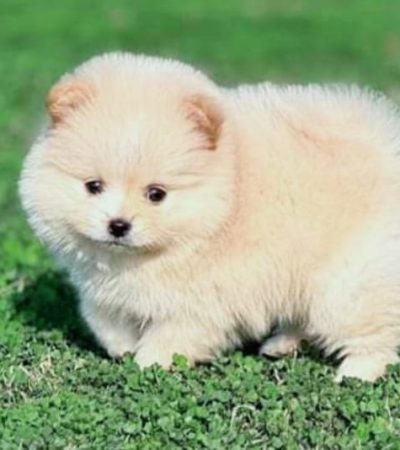 Buy Siberian Husky | Copper & White | Super Wolly Coat | Puppy In Vidisha | Punjab Pets Online