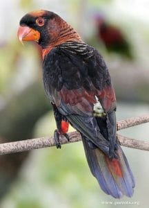 Dusky Lorikeet